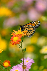 tortoiseshell butterfly 9