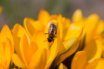 Crocus, crocuses or croci that blooms in the meadow.