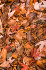 Colorful Orange Autumn Leaves Pattern. Vertical Orientation.