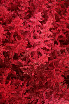 red plant background