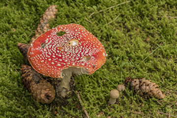 Amanita muscaria mushroom in light green grass