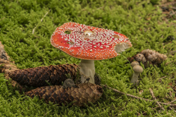 Amanita muscaria mushroom in light green grass