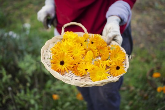 Calendula flower