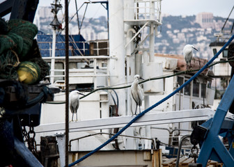 Three Egrets On a Fishery Boat