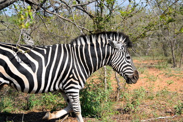 Zebra