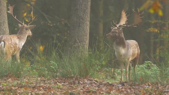 Fallow deer (Dama dama) fighting
