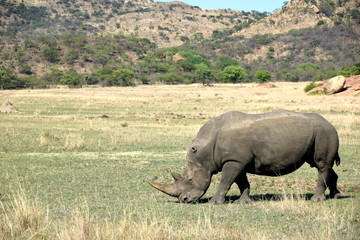 Fototapeta premium Nashorn