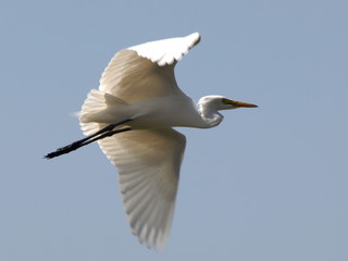 Vogelflug