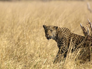Leopard