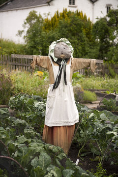 female scarecrow in a vegetable garden