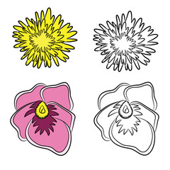 Flat Drawings of Foalfoot and Heartsease