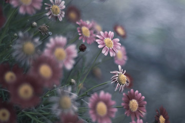 Pink daisy flowers on a pale blue shrub