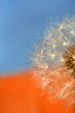 Dandelion up against bright blue and orange background