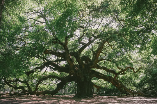 Angel Oak near Charleston