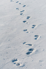 Single set of footprints in the sand leading off the image