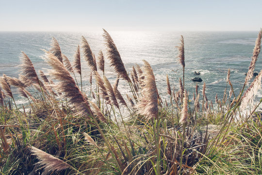 Reed, Wind & Ocean