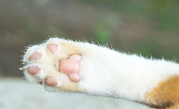 cat  paws