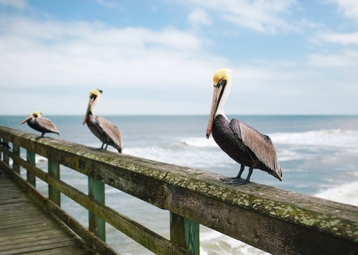 pelican trio on an ocean pier