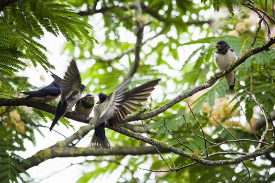 Swallow in flight while feeding her chicks perching on tree branch