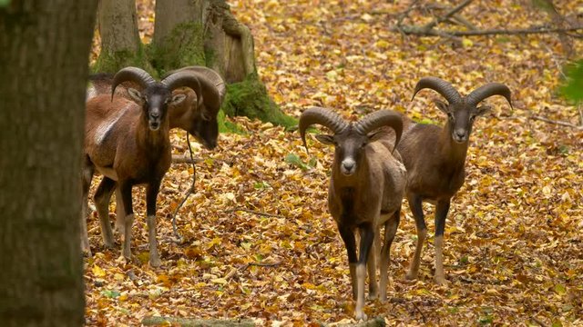 Mouflon (Ovis musimon) in autumn forest