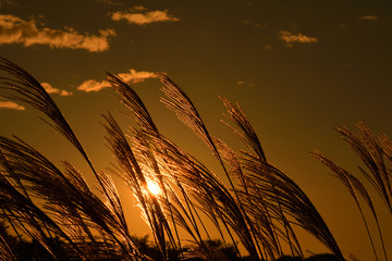 ススキと夕陽

