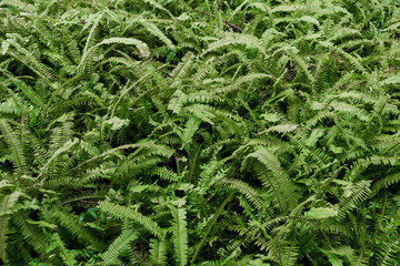 curve green grass leaves garden texture from top view