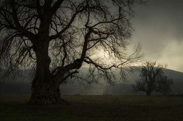 Dark giant tree on a meadow with fog and light