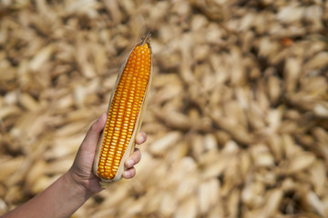 farmer hand hold ear of yellow and orange maize with irregular rows of kernels.Mature maize ear on a stalk.background is blur maize