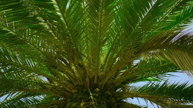 Branches of date palms under blue sky. View into the sky through a date palm in Barcelona. Dolly shot. 4k