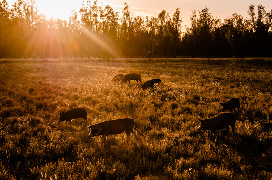 Free Range Pig Farm at Sunrise