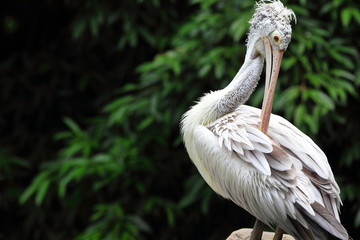 Posing Pelican