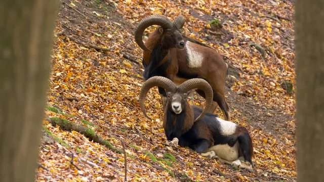 Mouflon (Ovis musimon) in autumn forest