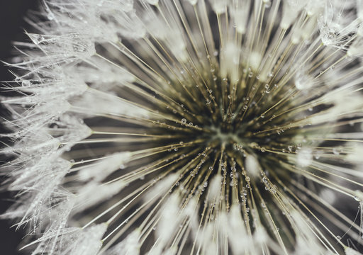 Dandelion with dew drops.