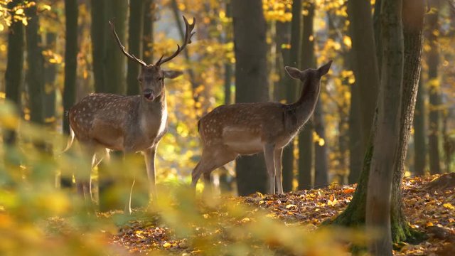 Fallow deer (Dama dama) in autumn forest