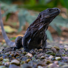 Black Iguana