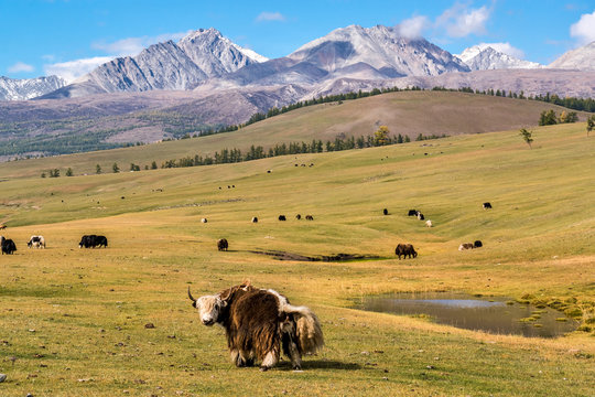 A herd of yaks grazing on a pasture in the background of the Sayan Mountains