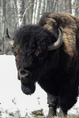 Woodlands Buffalo at Elk Island National Park , Alberta