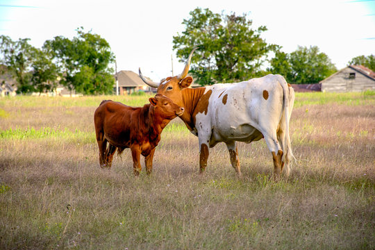 Longhorn Cow and Calf in Field