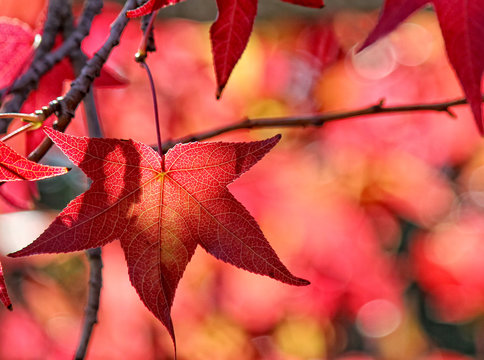Bright red fall leaf hangs on a branch