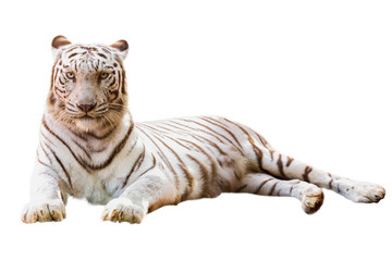 white tiger