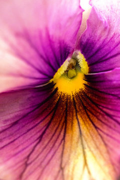 Pansy up close