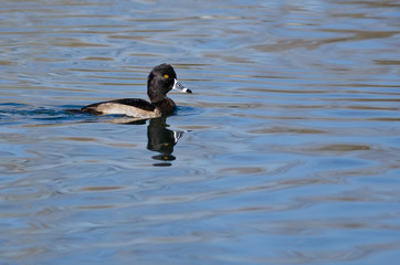 Male Ring-Necked Duck Swimming in the Still Pond Waters
