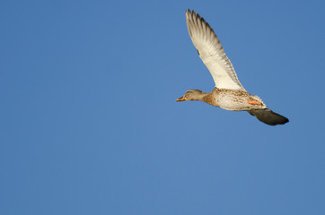 Mallard Duck Flying in a Blue Sky