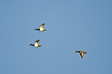 Three Ring-Necked Ducks Flying in a Blue Sky