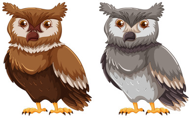 Two owls with gray and brown feather