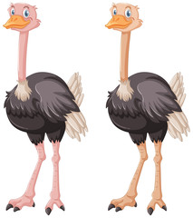 Two ostriches on white background