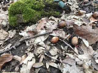 acorns