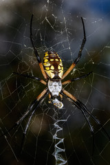 Large Black and Yellow Argiope Orb Weaver Spider (Argiope aurantia)