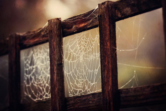 A dewy cobweb on a fence