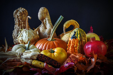 Harvest still life with gourds, pumpkins, pomegranate and Indian corn on black background